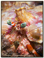 Anemone Hermit Crab Portrait, during a night dive in Sanu... by Marco Waagmeester 